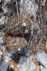 Echinocereus armatus
