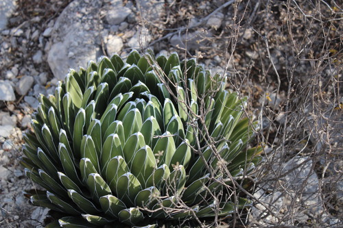 Agave victoriae-reginae