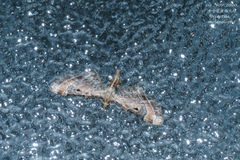 Mesoptila melanolopha