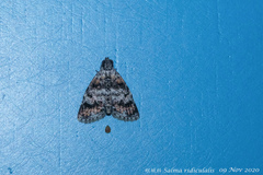 Salma ridiculalis