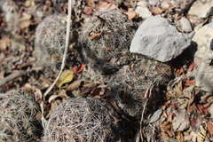 Coryphantha nickelsiae