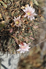 Mammillaria melanocentra melanocentra