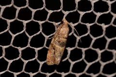 Lobesia transtrifera