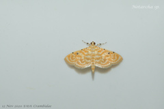 Notarcha