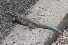 Cnemidophorus murinus