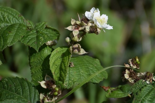 Hazel-Leaved Bramble (Rubus corylifolius)