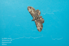Gymnoscelis deleta