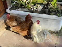 Gallus gallus domesticus