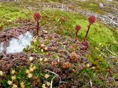 Acaena saccaticupula
