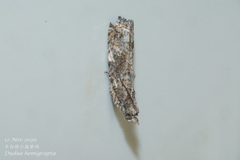 Dudua hemigrapta