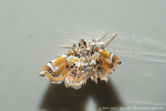 Musotima suffusalis