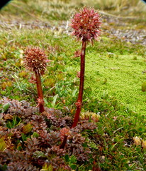 Acaena saccaticupula