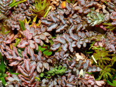 Acaena saccaticupula