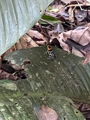 Ranitomeya fantastica