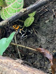 Ranitomeya fantastica