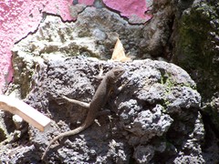 Sceloporus grammicus microlepidotus