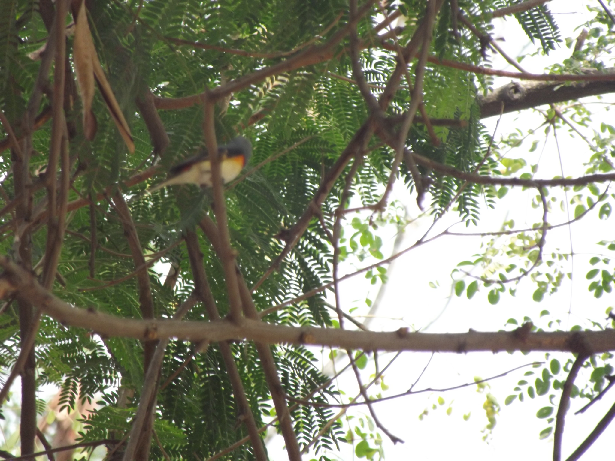 Small Minivet