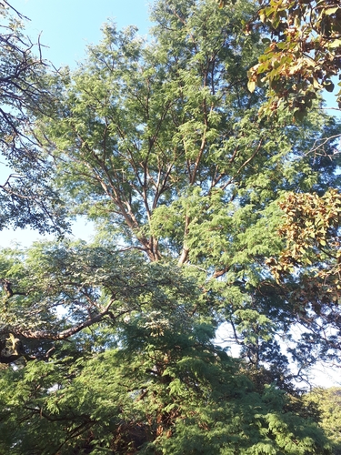 Senegalia galpinii