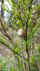 Tenodera sinensis