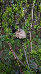 Tenodera sinensis