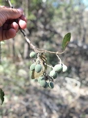 Styrax argenteus
