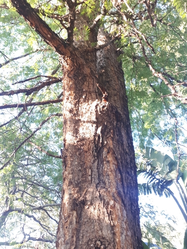 Senegalia galpinii