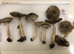 Agaricus endoxanthus