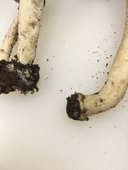 Agaricus endoxanthus