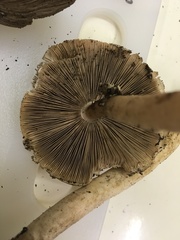 Agaricus endoxanthus