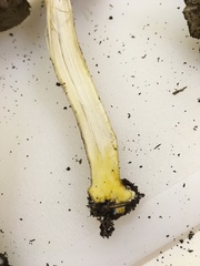 Agaricus endoxanthus