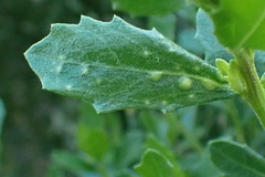 Aceria baccharipha