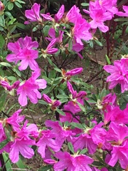 Rhododendron pulchrum phoeniceum