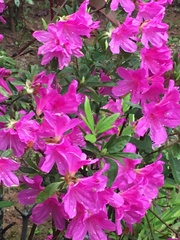 Rhododendron pulchrum phoeniceum