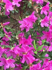Rhododendron pulchrum phoeniceum