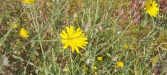 Launaea mucronata