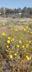 Launaea mucronata