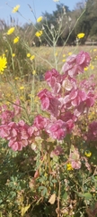 Rumex vesicarius