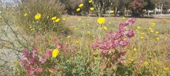 Rumex vesicarius