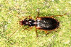 Cymindis