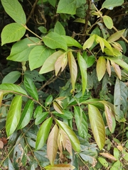 Glochidion acuminatum