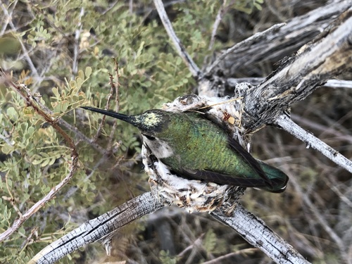 iNaturalist observation photo of Costa's Hummingbird