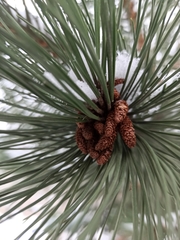 Pinus sylvestris