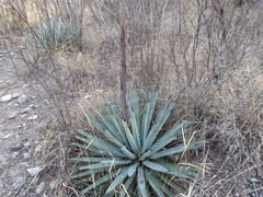 Agave macroacantha