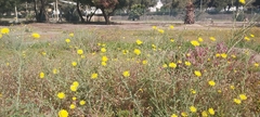 Launaea mucronata