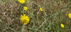 Launaea mucronata