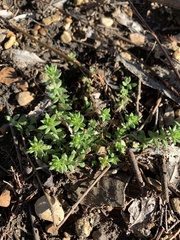 Galium virgatum