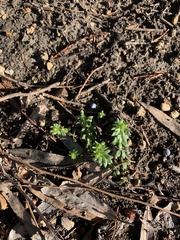Galium virgatum
