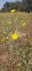 Launaea mucronata