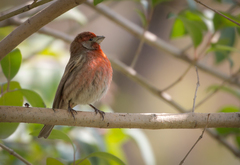 Haemorhous mexicanus