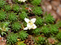 Kelleria croizatii